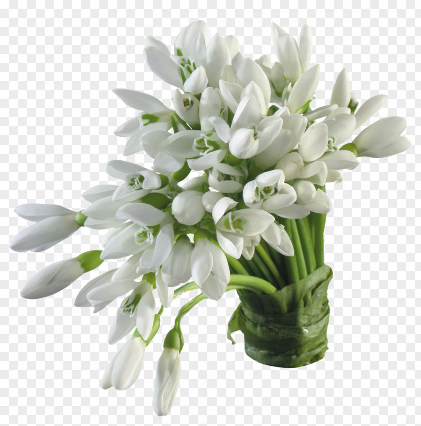 Lily Snowdrop Flower Color Blossom White PNG