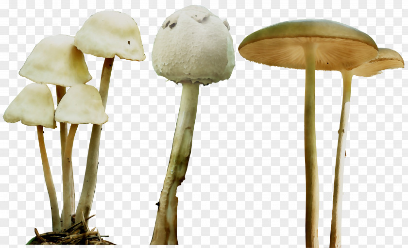 Mushroom Product Design PNG