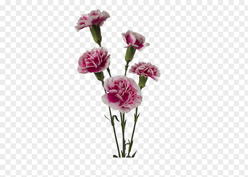 Trendy Flower Garden Roses Carnation Cabbage Rose Cut Flowers Pink PNG