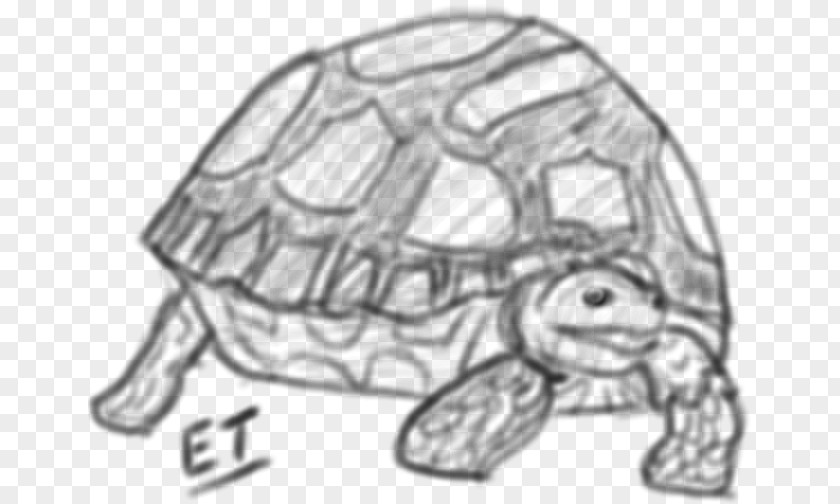 Turtle Tortoise Drawing 0 Sketch PNG