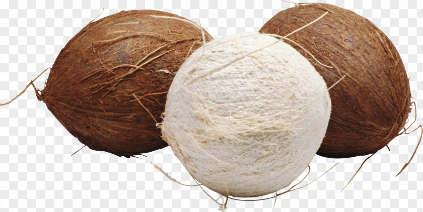 Coconut Image PNG