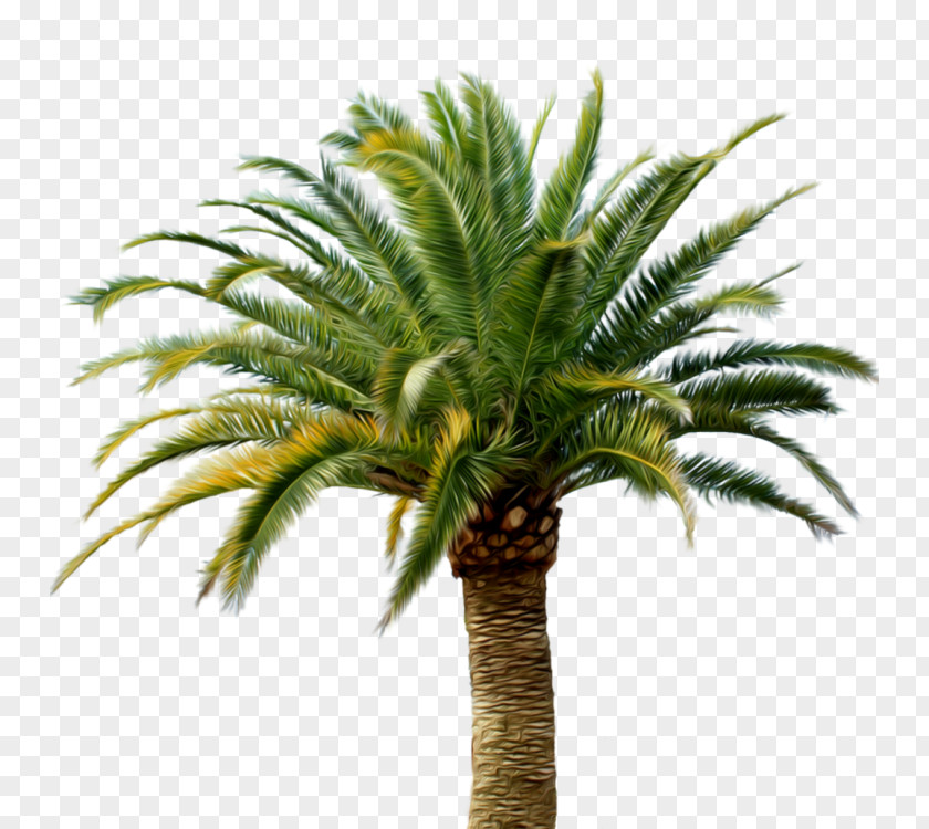 Date Palm Babassu Arecaceae Coconut PNG