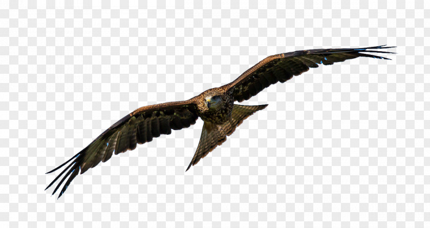 Eagle Bird Parrot Clip Art PNG