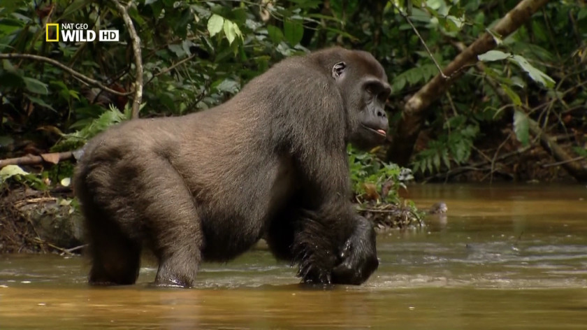 Gorilla Western Primate King Kong Baboons Wildlife PNG