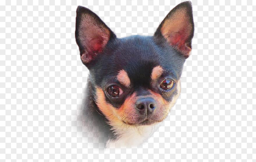 Puppy Chihuahua Companion Dog Breed Toy PNG