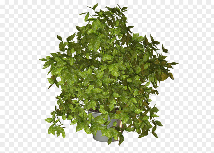 Salad Cow Parsley Herb Plant PNG