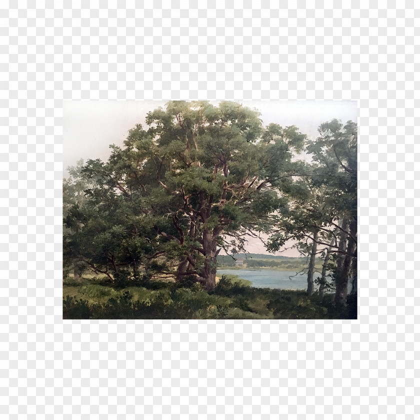 Shelter Island 1890s Vegetation Shrubland From Here To Antiquity PNG