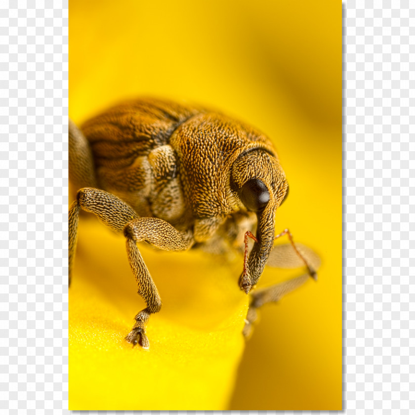Bee Honey Weevil Beetle Photography PNG