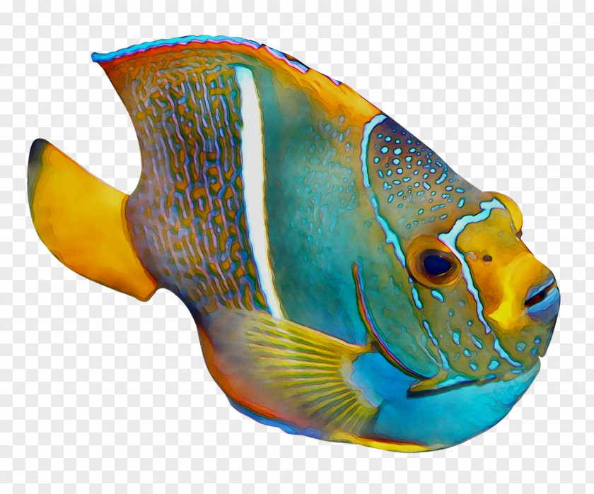 Coral Reef Fish Marine Biology PNG