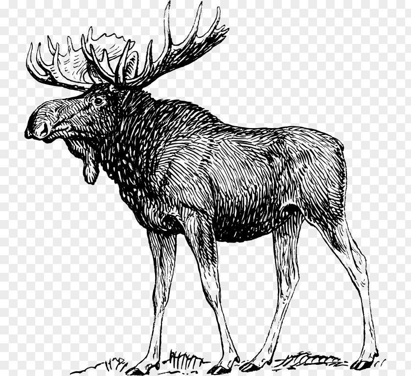 Deer Moose Elk Reindeer PNG