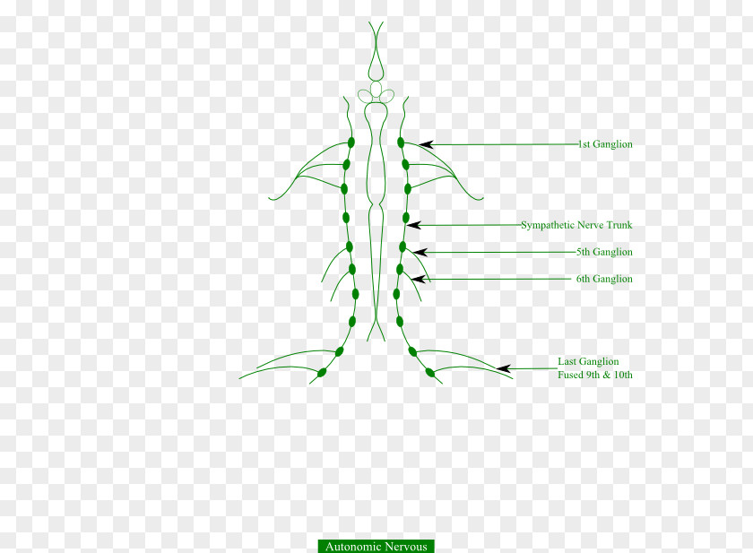 Frog Autonomic Nervous System Muscular Human Body PNG