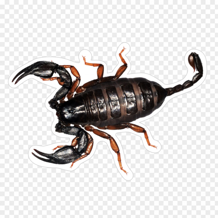 Scorpions Euscorpius Italicus Flavicaudis Buthus Occitanus Euscorpiidae Scorpio PNG