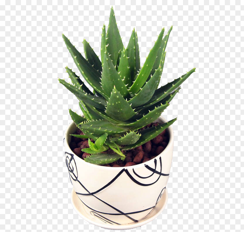 Aloe Plant Vera Euclidean Vector Gel PNG