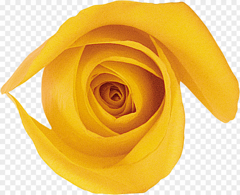 Yellow Rose Sticker Catalog Garden Roses Sales Business PNG