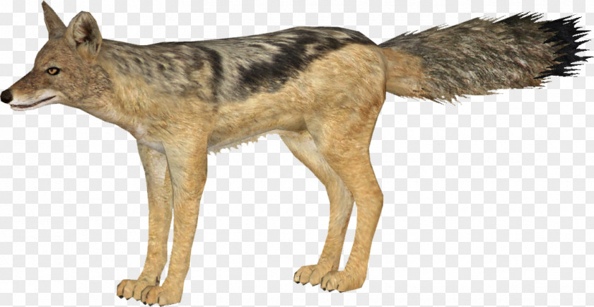 Jackal Kunming Wolfdog Coyote Red Wolf Canidae PNG