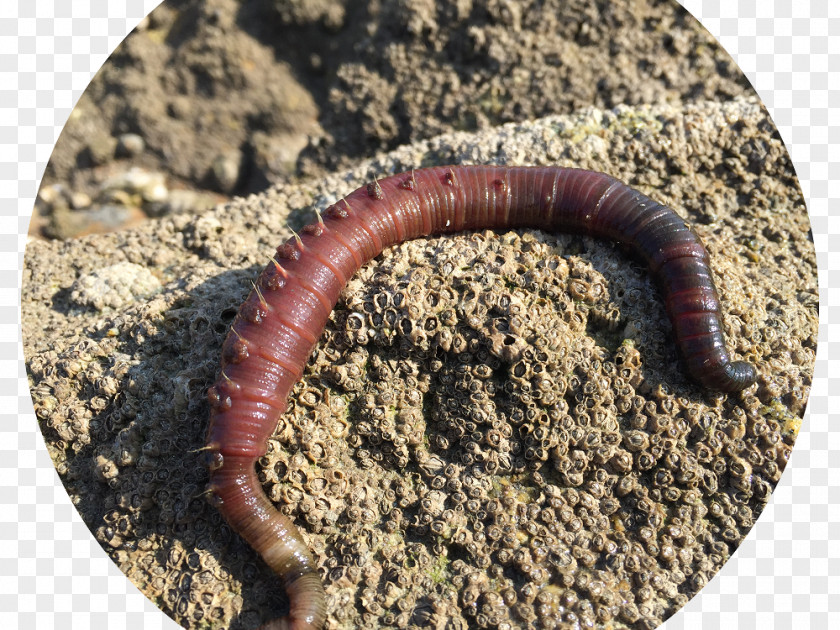 Lugworm Mealworm Earthworm Tide PNG