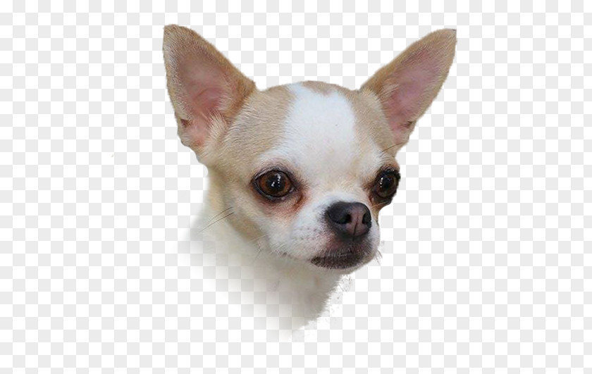 Puppy Chihuahua Dog Breed Companion Toy PNG