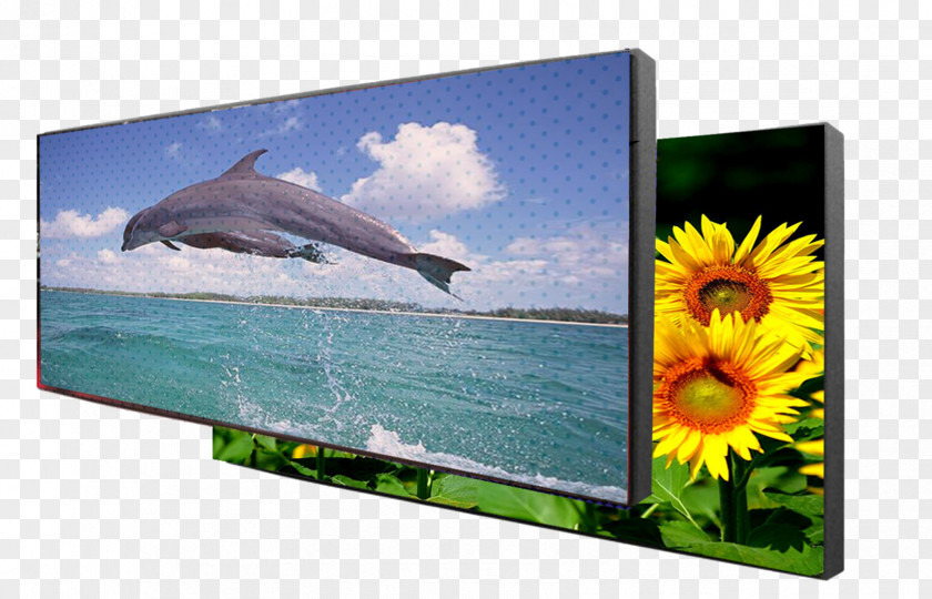 Dolphin 三娘湾 Computer Monitors Television Set Liquid-crystal Display PNG