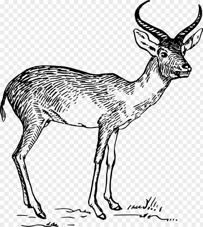 Gazelle Antelope Pronghorn Drawing Clip Art PNG