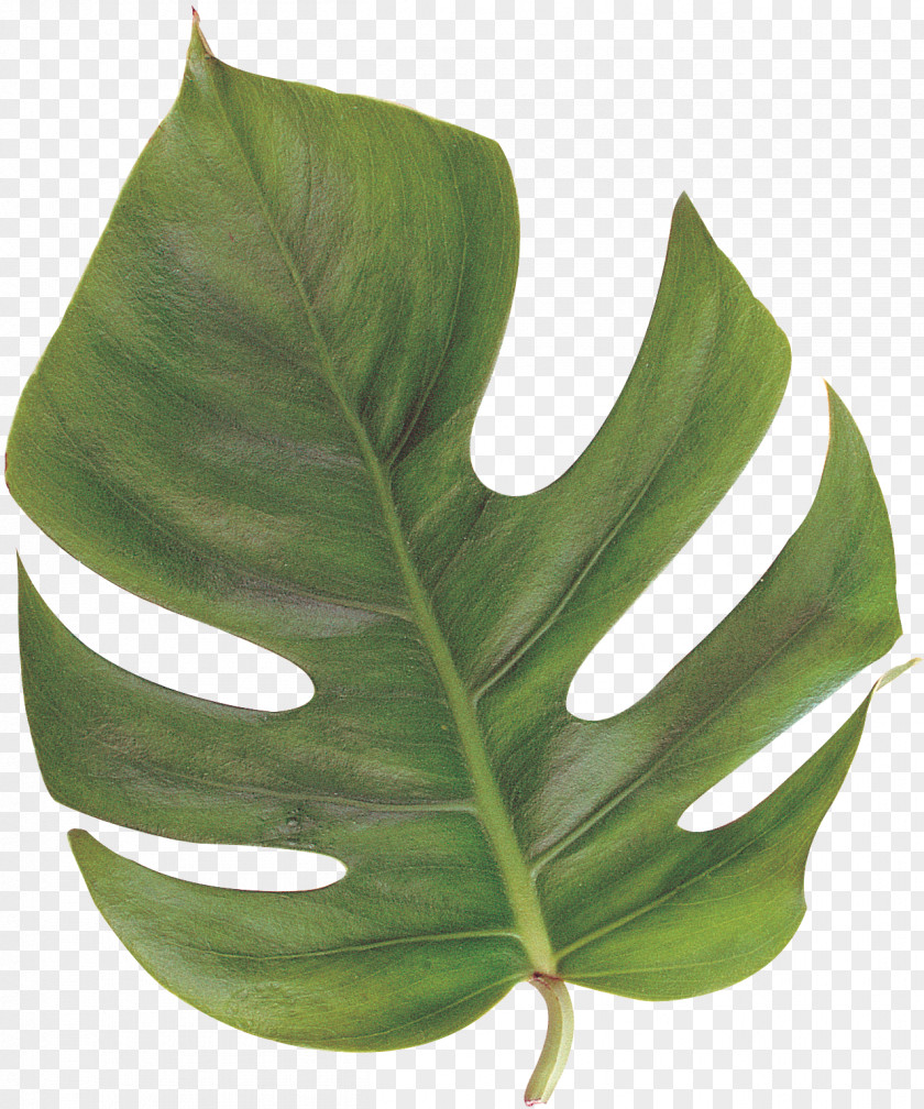 Leaf Geometry Plant Stem Feather PNG
