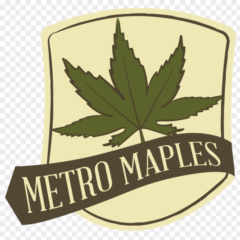 Leaf Metro Maples Japanese Maple Tree Acer Truncatum PNG