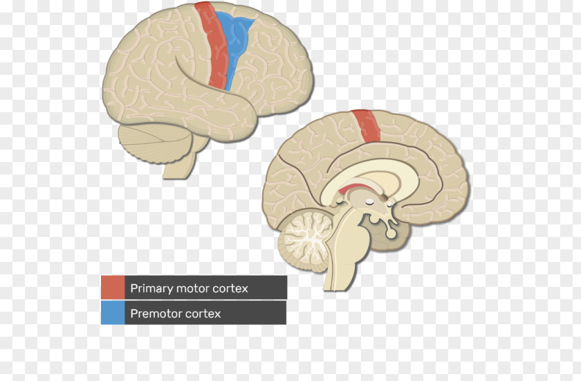Primary Motor Cortex Visual Cerebral Brain PNG