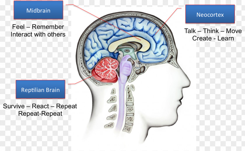 Brain Reptile Triune Limbic System Amygdala PNG