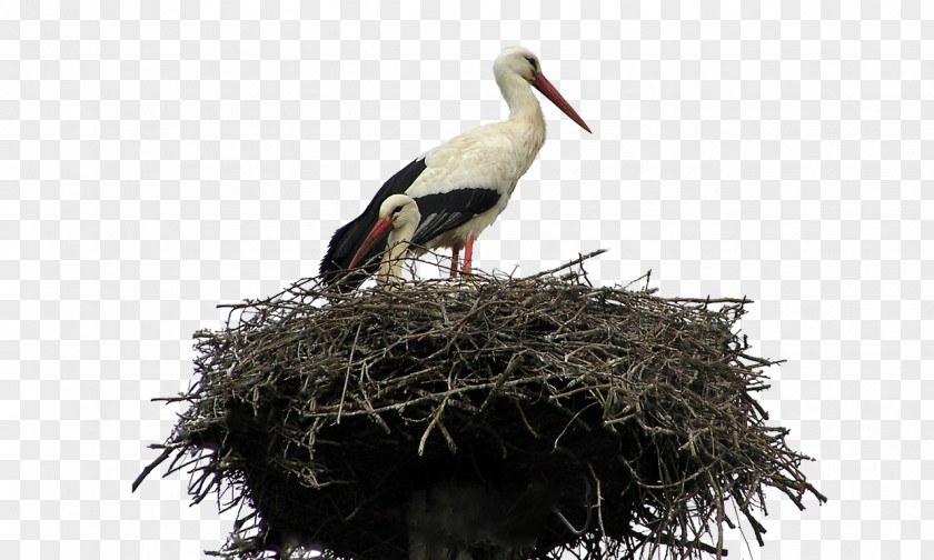 Nesting Birds Bird Parrot White Stork Cockatiel Gulls PNG