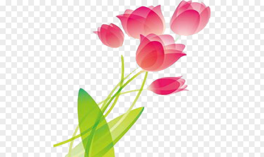 Tulip Design Pink Wallpaper PNG