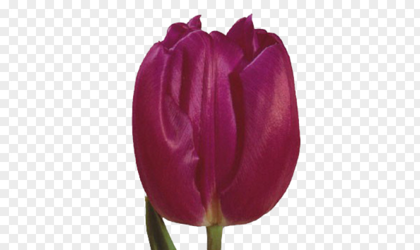 Tulip Mania Netherlands Cut Flowers PNG