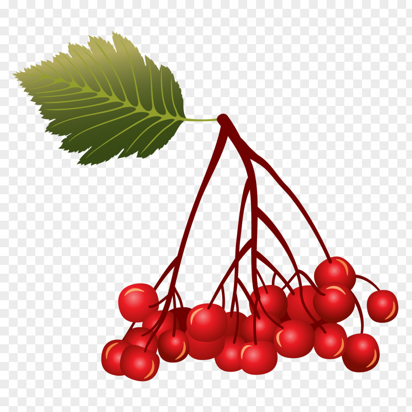Vector Cherry Berry Euclidean Fruit PNG