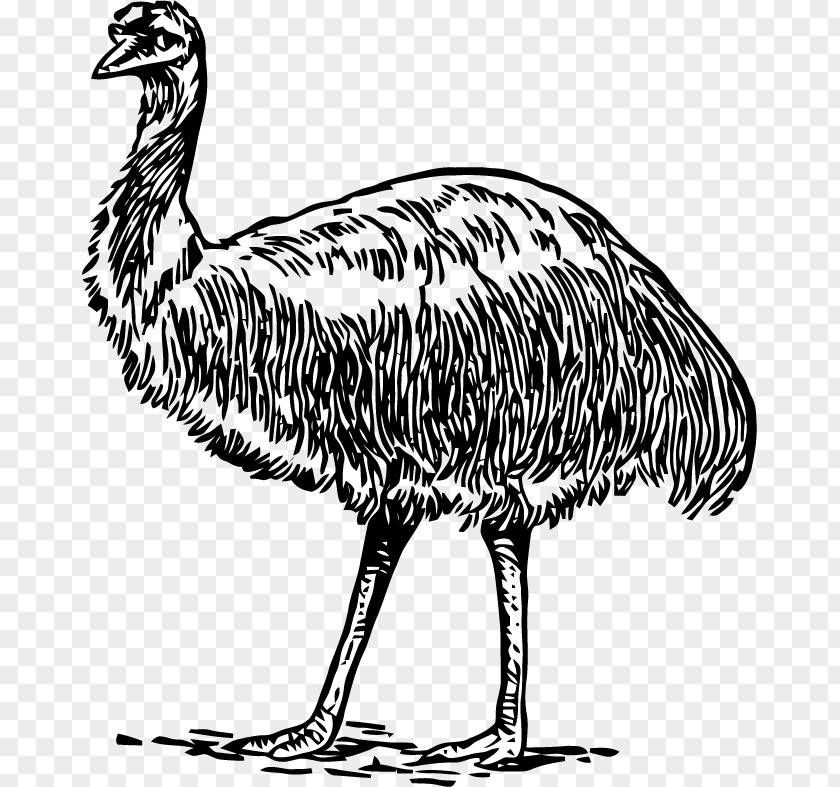Bird Common Ostrich Emu Galliformes Beak PNG