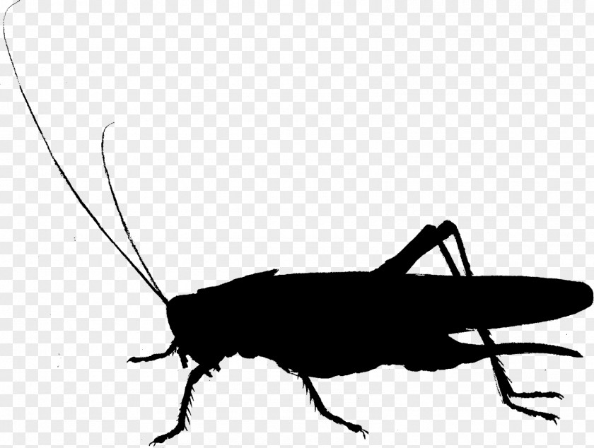 Cockroach Clip Art Fauna Cricket Silhouette PNG