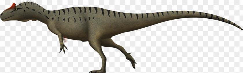 Dinosaur Tyrannosaurus Allosaurus Marshosaurus Giganotosaurus Sinraptor PNG