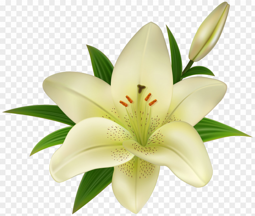Flower Clip Art Image GIF Madonna Lily PNG