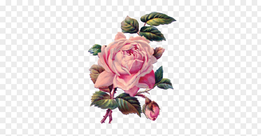 Flower TROPICAL Garden Roses Pittock Mansion Sticker PNG