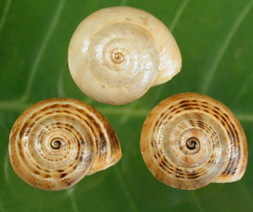 Snail Gastropods Sea Seashell Gastropod Shell PNG
