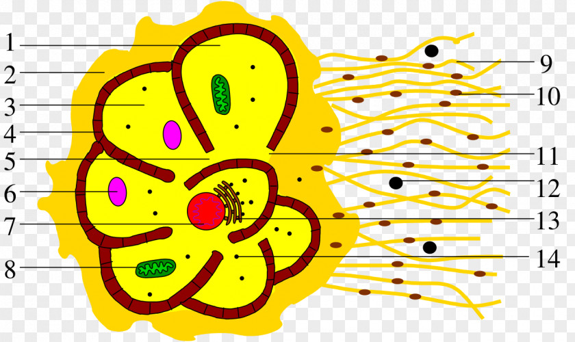 Athalamea Cell Monothalamea Rotaliida Clip Art PNG