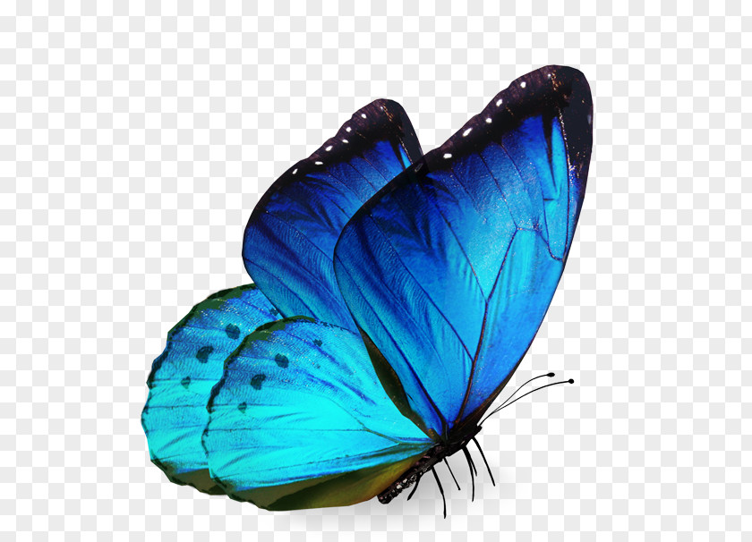 Butterfly Stock Photography Royalty-free Insect Image PNG