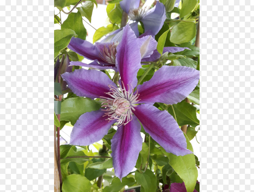 Clematis Leather Flower PNG