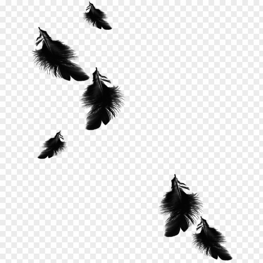 Feather Image Bird Black PNG