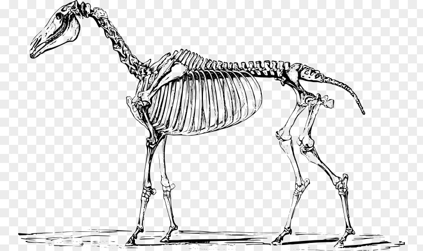 Horse Unicorn Drawing Skeleton Mythology PNG