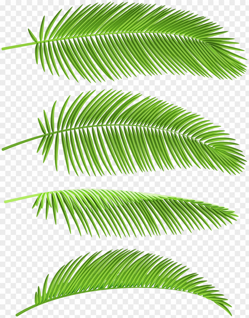 Palm Tree Fern Leaf PNG