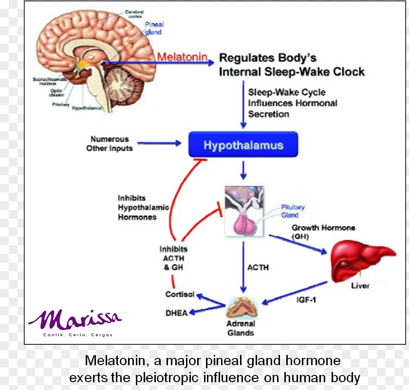 Adrenal Gland Cartoon Melatonin Sleep Hormone Dietary Supplement Pineal PNG