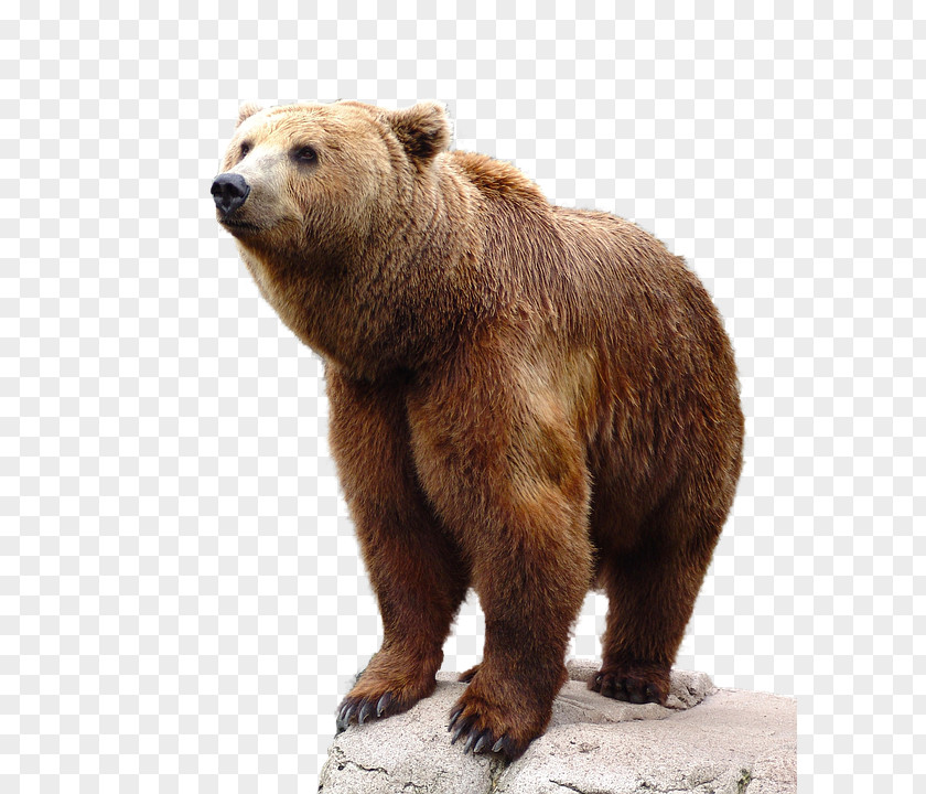 Bear Brown PNG