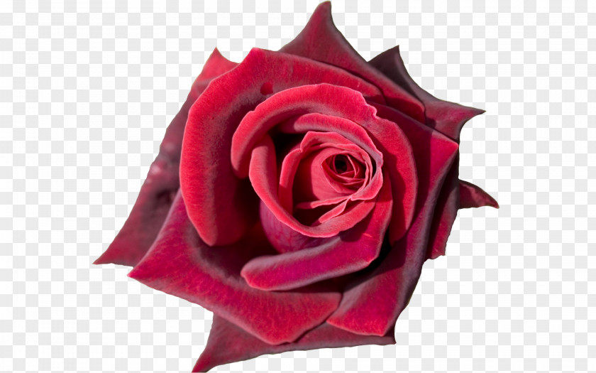 Red Rose Flower Closeup Bouquet Desktop Wallpaper Tulip PNG