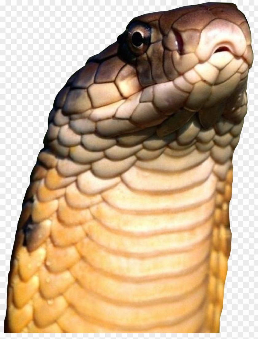 Snake Venomous Reptile King Cobra PNG