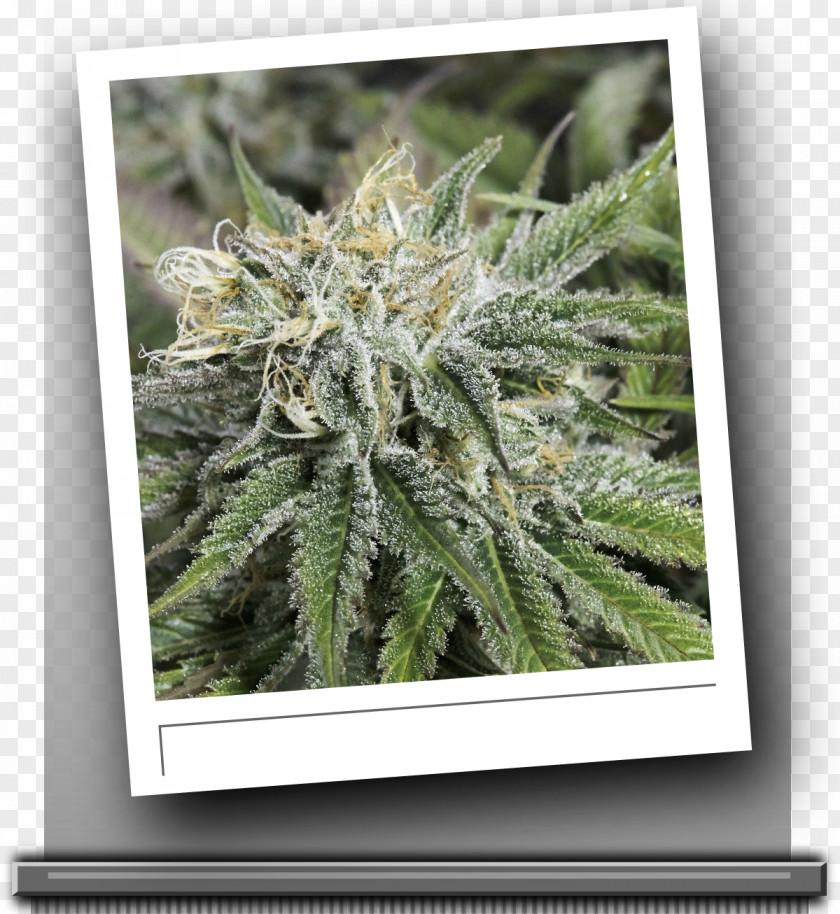 Cannabis Frozen Tangerines Seed Berry PNG