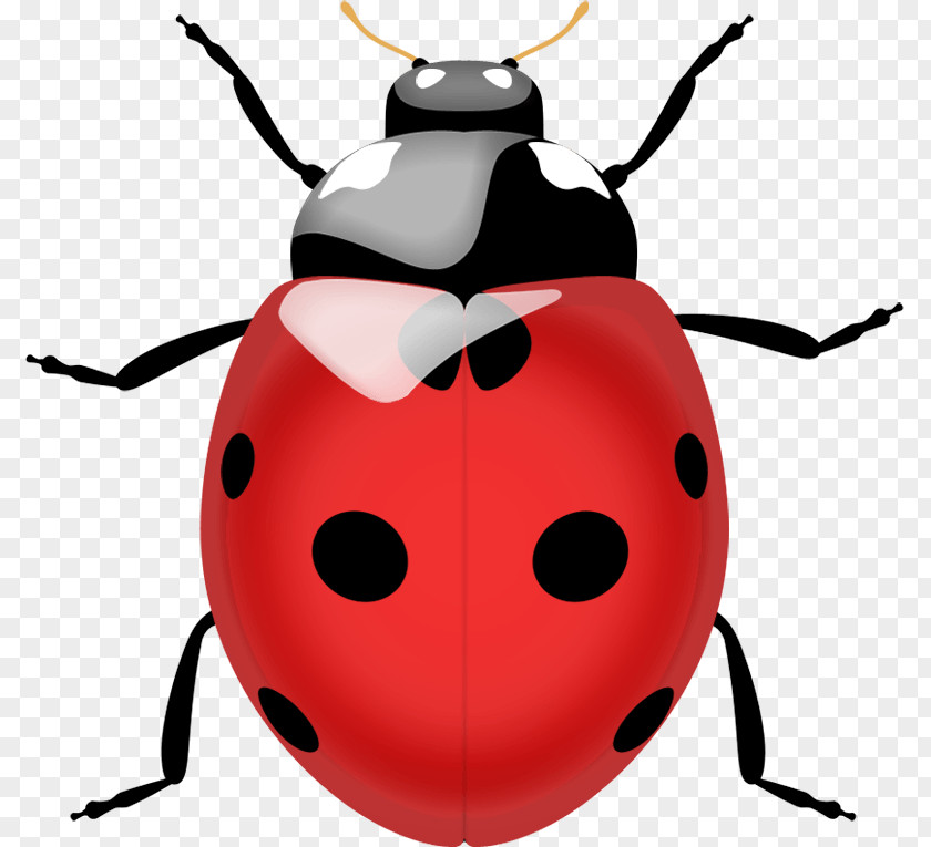 Ladybug Image Beetle Ladybird Lady Bug Realtors Edrina Fitting, Coccinella Septempunctata FL PNG