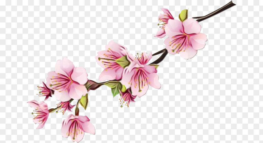National Cherry Blossom Festival Cherries Desktop Wallpaper PNG